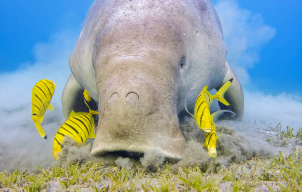 Male Dugong and Golden trevally (Gnathanodon speciosus) feeding on seagrass beds in Red Sea - Marsa Alam - Egypt The dugong is a medium-sized marine mammal. It is one of four living species of the order Sirenia, which also includes three species of manatees. It is the only living representative of the once-diverse family Dugongidae; its closest modern relative, Steller's sea cow (Hydrodamalis gigas), was hunted to extinction in the 18th century. The dugong is the only strictly marine herbivorous mammal, as all species of manatee use fresh water to some degree. pilot fish stock pictures, royalty-free photos & images