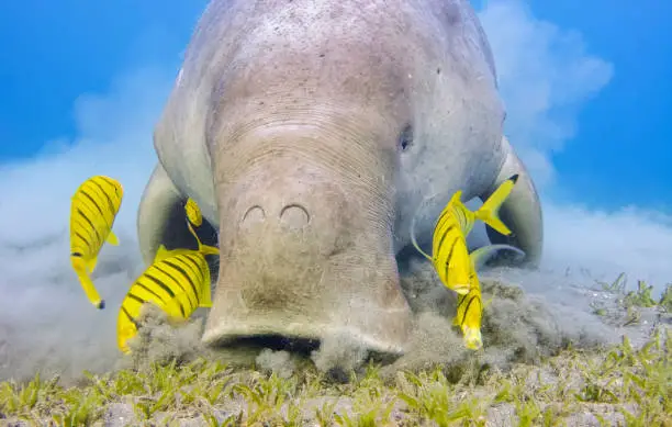 The dugong is a medium-sized marine mammal. It is one of four living species of the order Sirenia, which also includes three species of manatees. It is the only living representative of the once-diverse family Dugongidae; its closest modern relative, Steller's sea cow (Hydrodamalis gigas), was hunted to extinction in the 18th century. The dugong is the only strictly marine herbivorous mammal, as all species of manatee use fresh water to some degree.