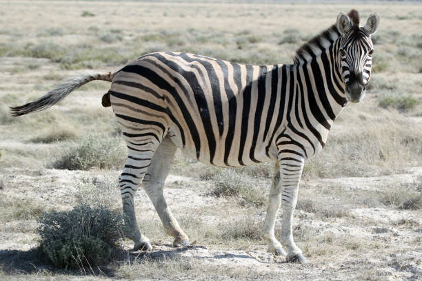 istock A zebra grazes in Etosha National Park 868215934