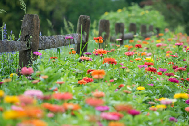 istock Blooming zinnia along fence 868216118