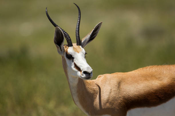 istock Etosha National Park 868216172