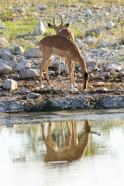 istock Springbok drink water from waterhole in Namibia 868217054