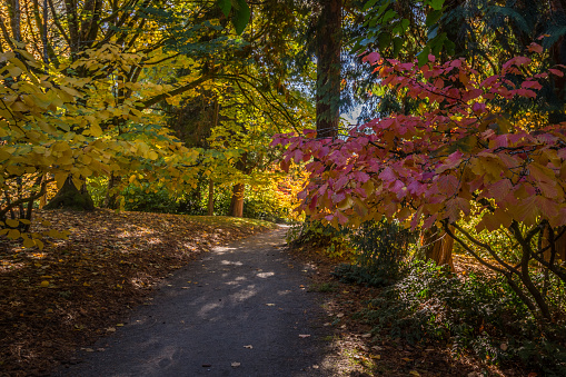 Autumn colors along the park path.