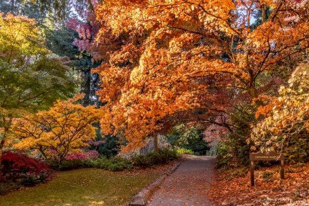 istock Full autumn colors in trees along park path 868217258