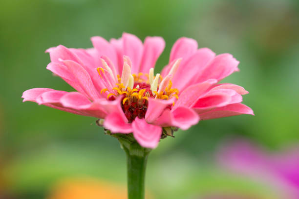Zinnia in closeup