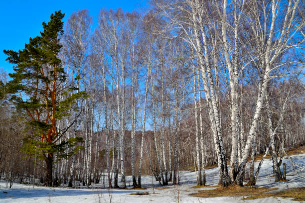 Spring thaw in the birch forest. Winter snow melts, thawed patches of dry grass, one green pine among white trunks of birch trees on a bright blue sky background