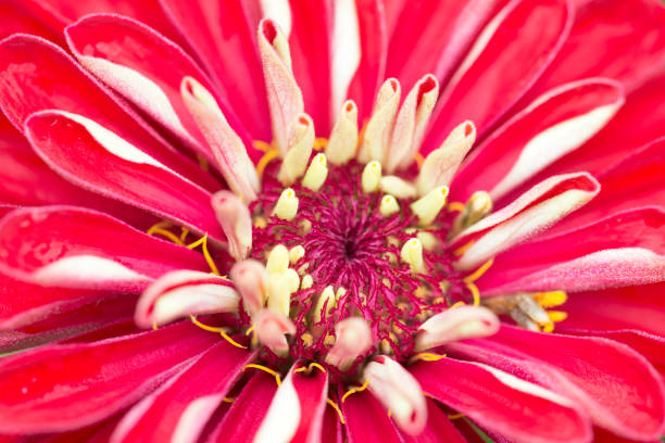 istock Macro view of zinnia 868217620