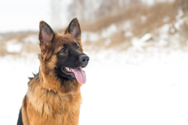 istock Happy German Shepherd in the snow. 868217654