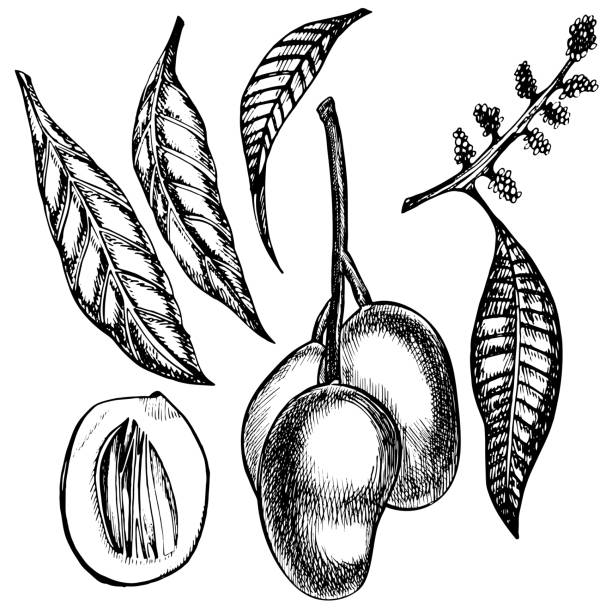istock Hand drawn mango fruits set with leafs and mango slices and cubes. Sketch style vector fruit illustration isolated on white background. Organic food. 868217684