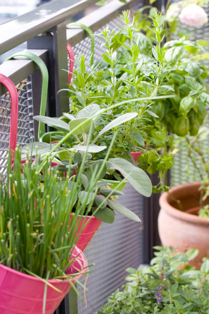 istock Growing Herbs on the Balcony 868217798