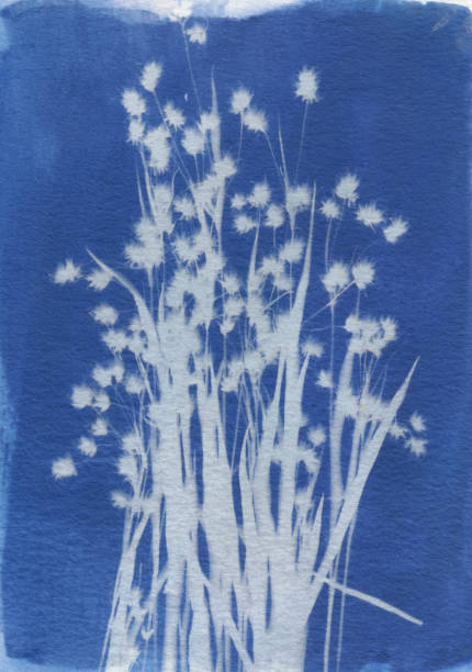 istock Blue cyanotype of a sedge plant 868220516