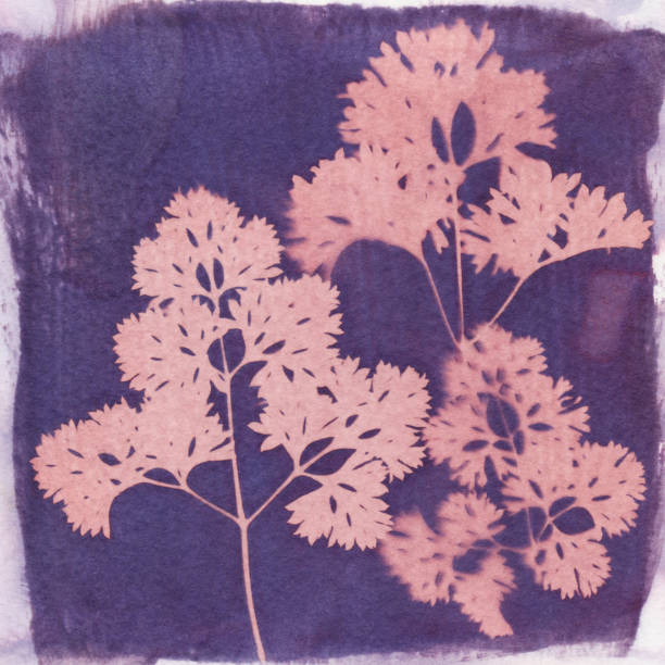 istock Cyanotype photo process of parsley leaves 868220606