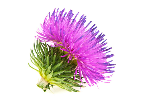 Spring young thistle flower head on a white background