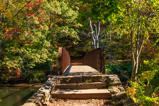 Footbridge leading to a woodland path