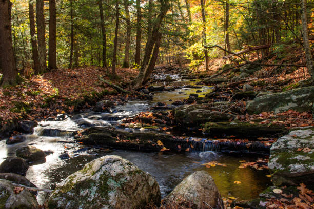 istock Brook through the forest in autumn 868222666