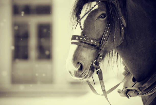 istock Portrait of a horse in a harness. 868224092