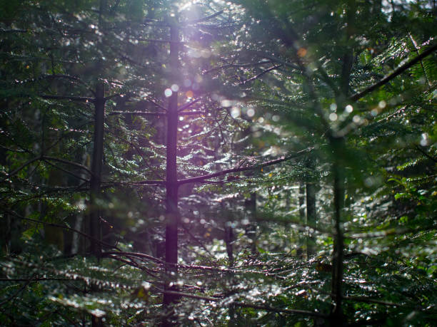 istock saplings in the sun 868227260