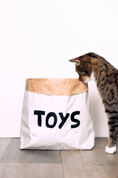 istock Funny cat with looks curiously at the paper craft package 868227338