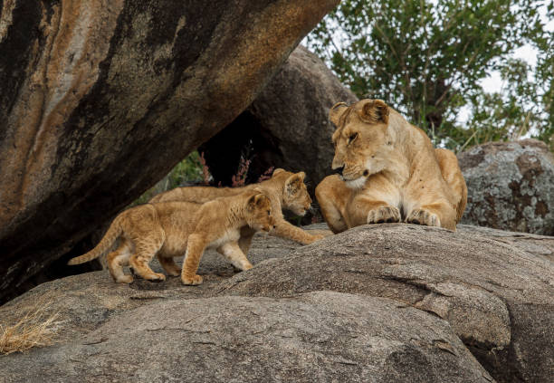 istock A African Lioness with Cubs 868230894