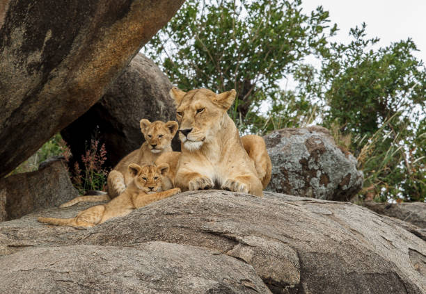An African Lioness of the Serengeti Pride with cubs