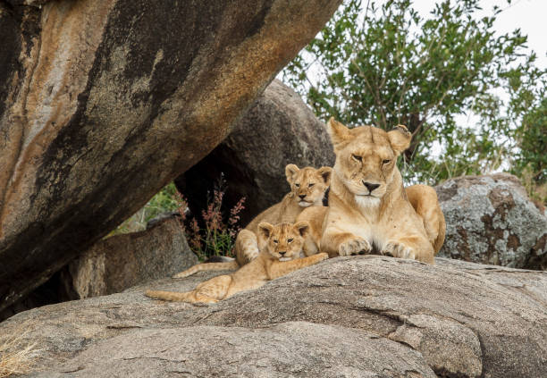 istock A African Lioness with Cubs 868230918