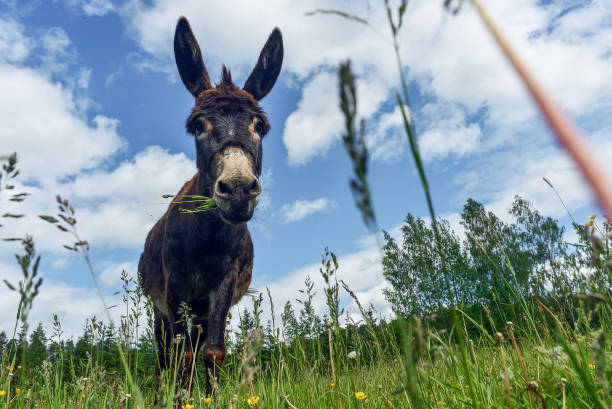 Donkey grazing in field day