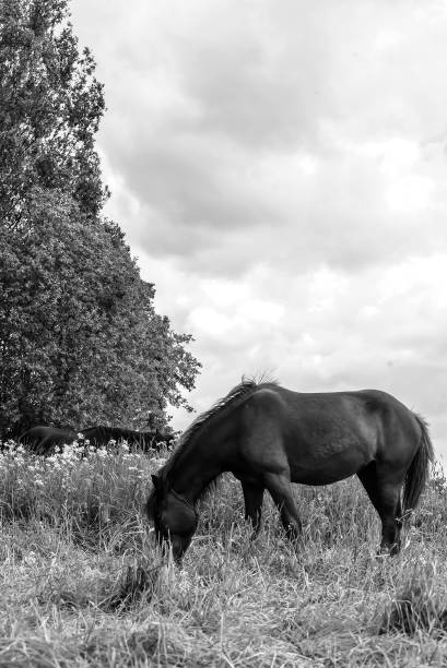 istock Horse grazing in field day 868231868