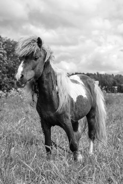 istock Pony grazing in field day 868232016