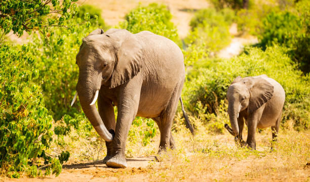istock Baby Elephant in Africa 868242082