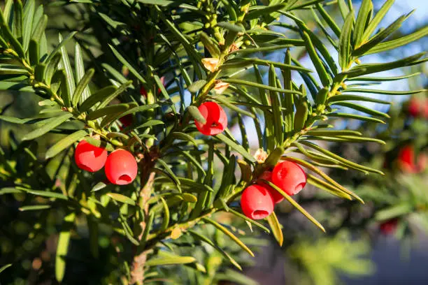 Yew tree with red fruits. Taxus baccata