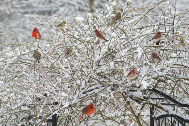 istock Rosebush covered with snow and songbirds in winter. 868250052