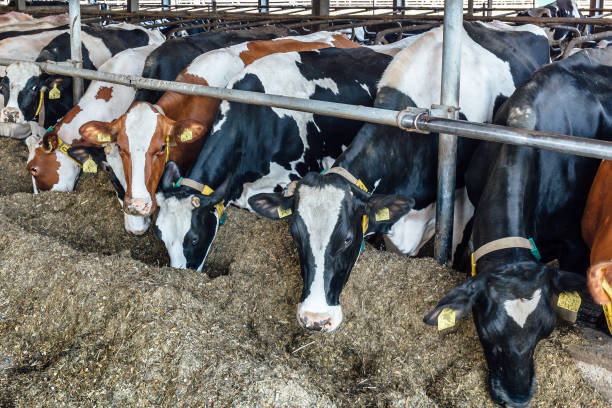 istock Dairy Farm. Group of domestic cattle in modern cowshed 868253130