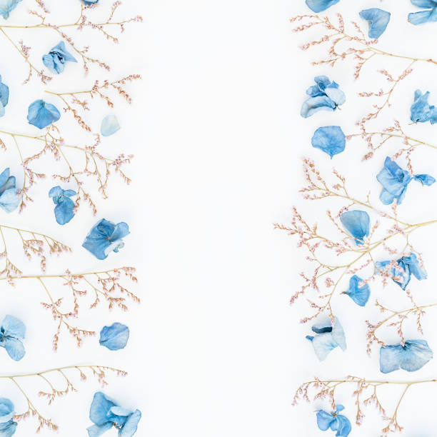 istock Blue hydrangea flowers isolated on white background, Flat lay, Top view 868253208