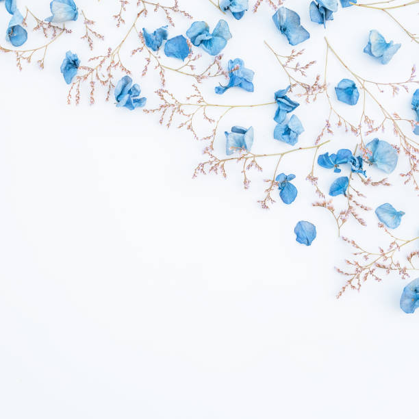 istock Blue hydrangea flowers isolated on white background, Flat lay, Top view 868253240