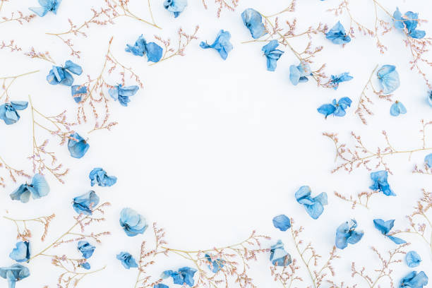 istock Round frame of hydrangea flowers isolated on white background, Flat lay, Top view 868253272