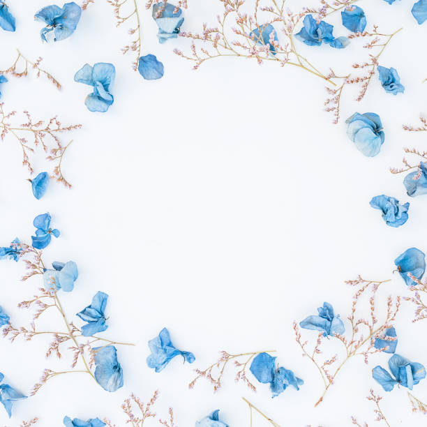 istock Round frame of hydrangea flowers isolated on white background, Flat lay, Top view 868253310