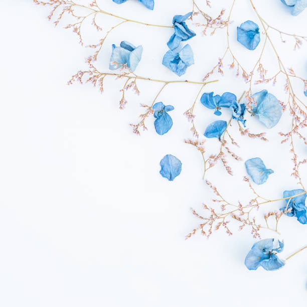 Dry flowers on white background, Flat lay, Top view