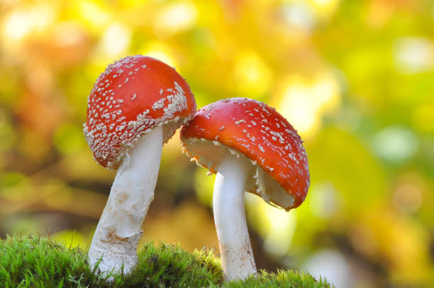 istock Amanita muscaria, Fly Agaric in moss in forest. 868253470