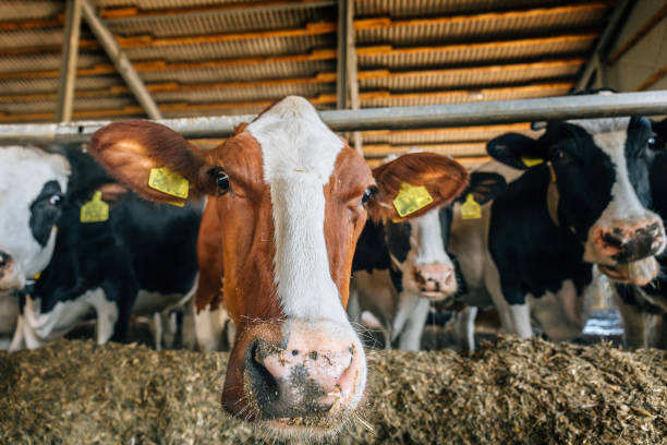 istock Group of domestic cattle - cows are in cowshed eating herb 868253982