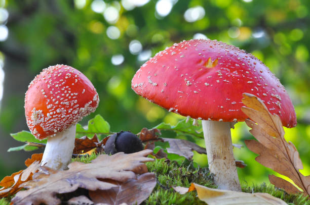 istock Amanita muscaria, Fly Agaric in moss in forest. 868254122