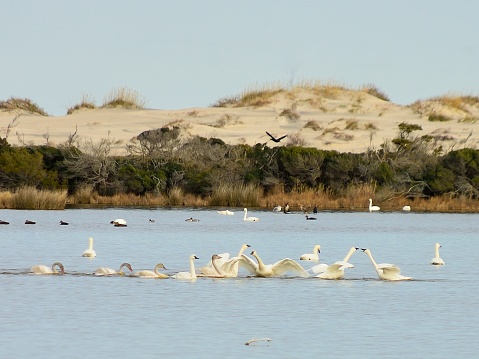A flock of Tundra swans chatter at each other at the ea island national wildlife reserve to celebrate finding each other during migration