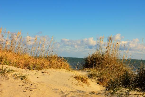 istock Cape Hatteras Patrh to the Ocean 868254440