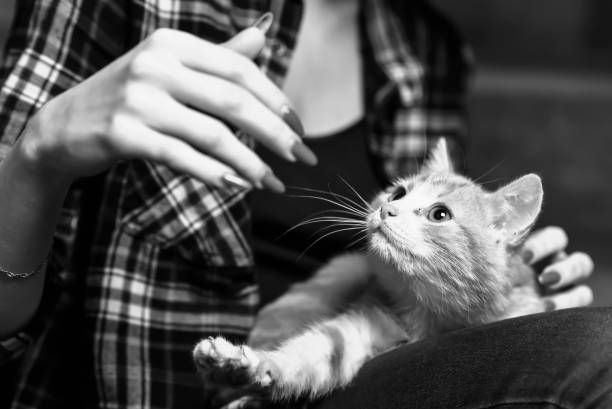 istock A stray cat in the stairwell 868257642