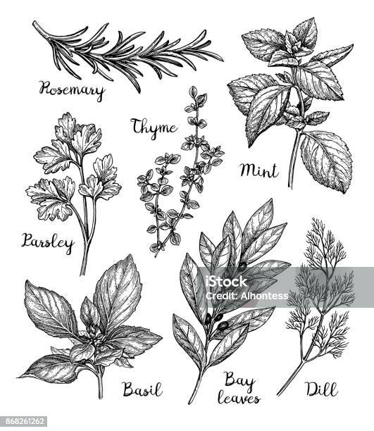 Ilustración de Dibujo Tinta De Hierbas y más Vectores Libres de Derechos de Herbología - Herbología, Hierba - Planta culinaria, Ilustración