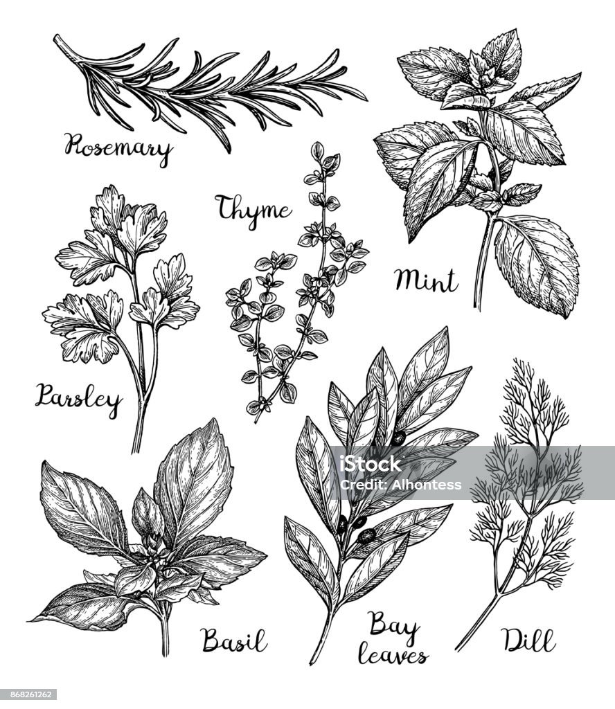 Ink sketch of herbs Herbs set. Ink sketch isolated on white background. Hand drawn vector illustration. Retro style. Herbal Medicine stock vector