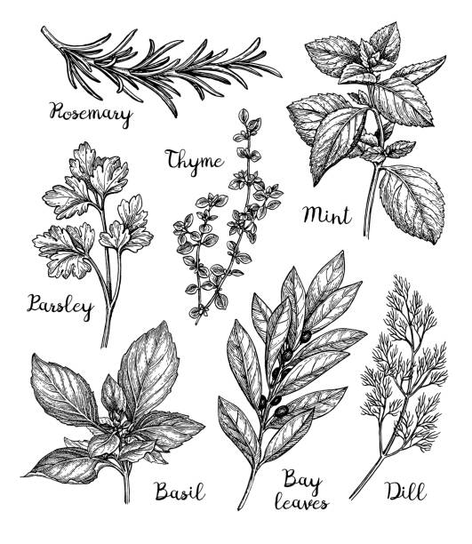 Ink sketch of herbs Herbs set. Ink sketch isolated on white background. Hand drawn vector illustration. Retro style. rosemary stock illustrations