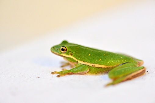 An American green tree frog, Hyla cinerea, sits on a white railing of a resort in north myrtle beach in the fall