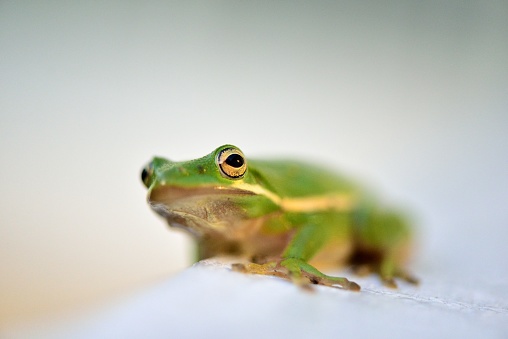 An American green tree frog, Hyla cinerea, acting cute for the camera