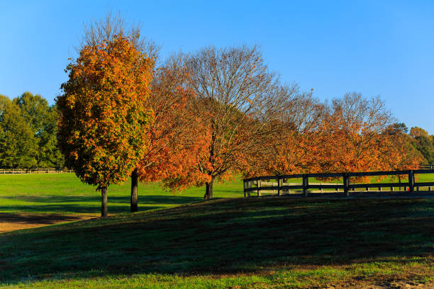 istock Fall horse farm in Northern Virginia 868264700