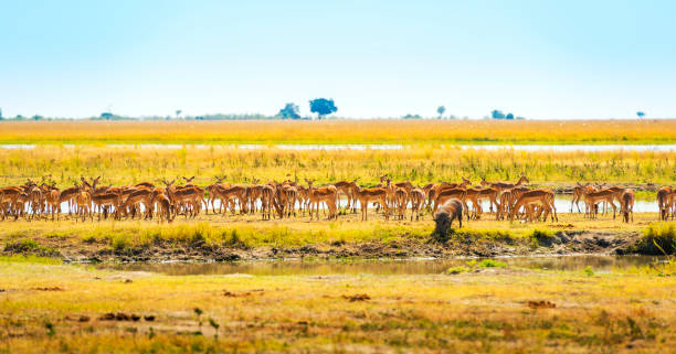 istock Animals At Watering Hole In Africa 868264790